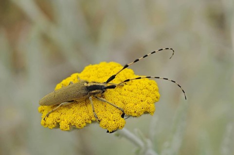Agapanthia pannonica