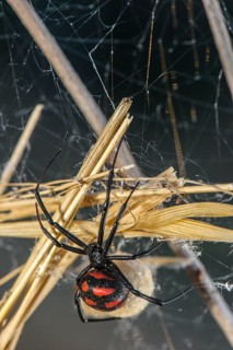 European black widow