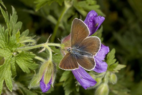 Geranium Argus
