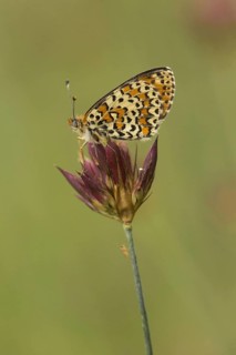 Spotted Fritillary