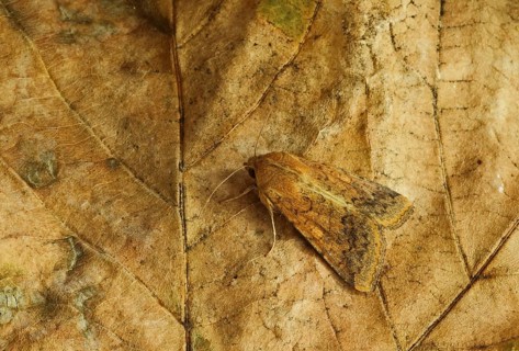 Cotton Bollworm