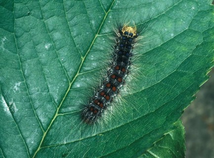 Gypsy Moth