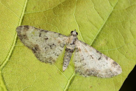 Light owlet moth