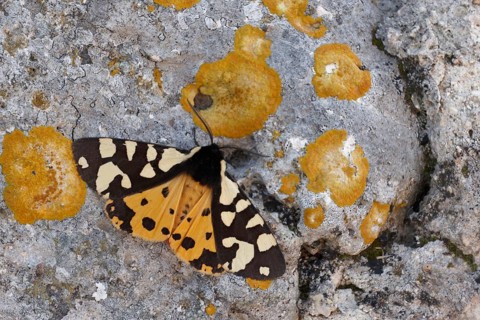 Cream-spotted tiger
