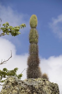 Candelabra cactus found on San Cristobel