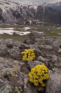 Rockflower