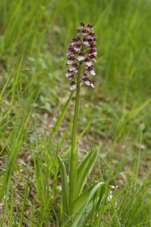 Lady Orchid