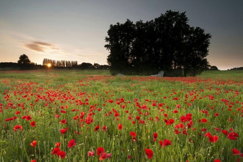 Flower mass of poppy flowers