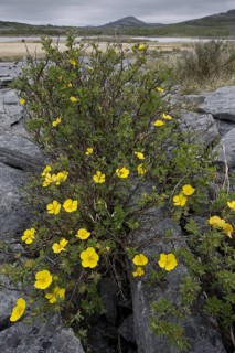 Flowering shrub cinquefoil