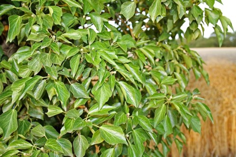 Common ivy