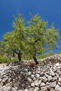 Growth of the almond tree