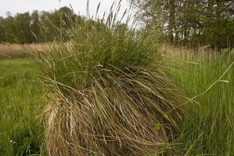 Tufts of fibrous carex appropinquata