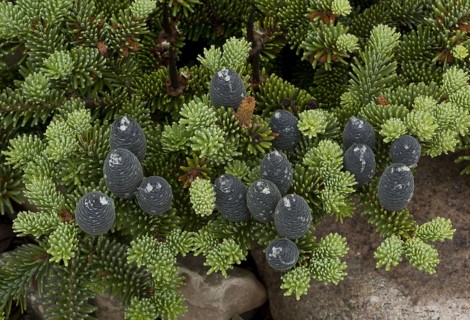 Balsam fir