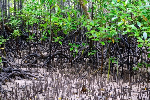 Grey mangrove