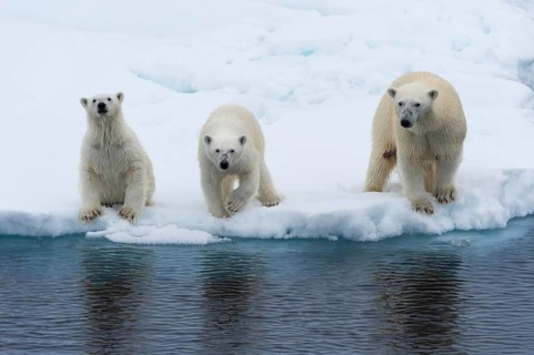 Mother polar bears