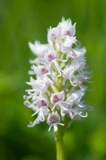 (Orchis simia)