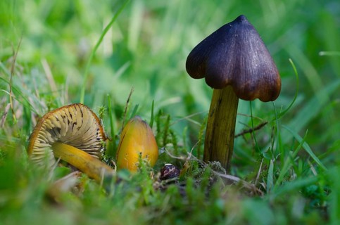 (Hygrocybe) conica