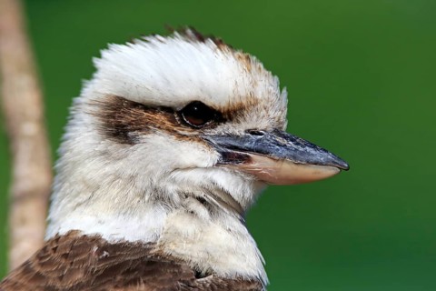 Laughing Kookaburra