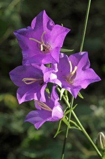 Peach-leaved bellflower