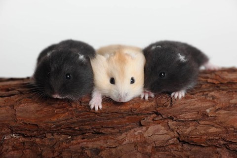 Djungarian hamster