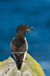 Razorbill