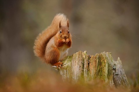 Adult Eurasian red eurasian red squirrel