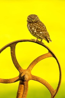 Little Owl