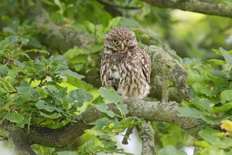 Little Owl