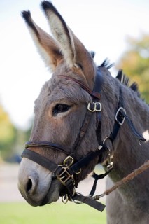 Donkey