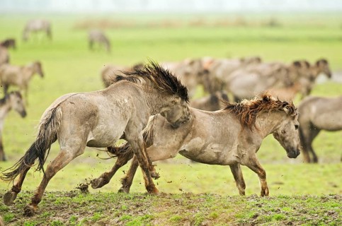 Konik domestic stallion
