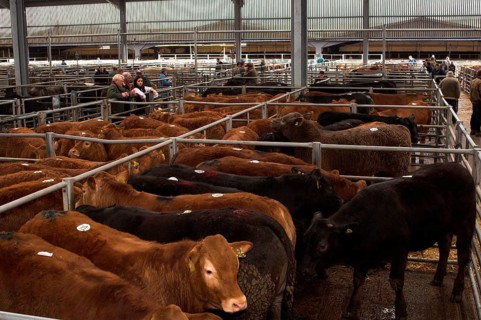 Cattle farming