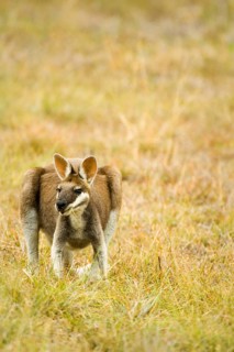 Whiptail wallaby