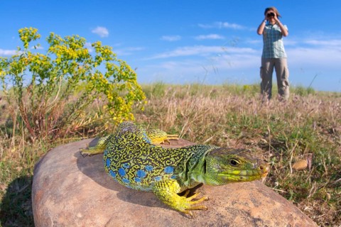 Adult female Ocellated ocellated lizard