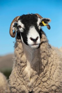 Domestic Sheep