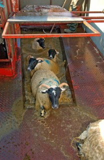 Sheep farming