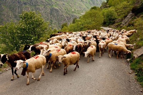 Domestic Sheep