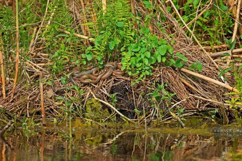 Grass snake