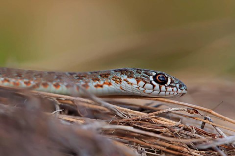 Caspian caspian whipsnake