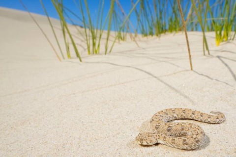 Schneider's Dwarf Adder