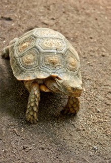 Brown Tortoise