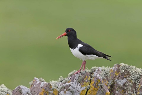 Eurasian Oystercatcher