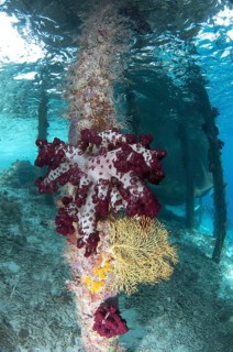 Coral growing on jetty stantion