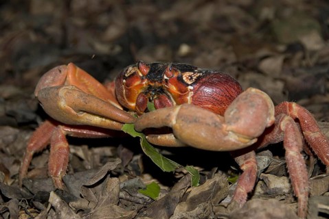 Christmas island red crab