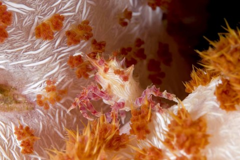 Dendronephtya crab