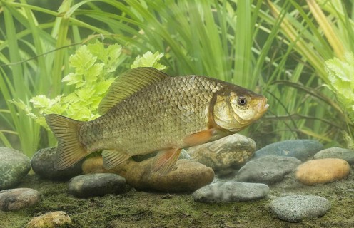 Crucian Carp