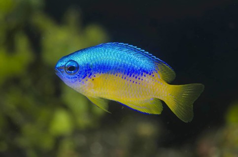 Golden-bellied damselfish