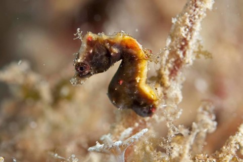 Pontoh's pygmy seahorse