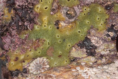 Breadcrumb Sponge