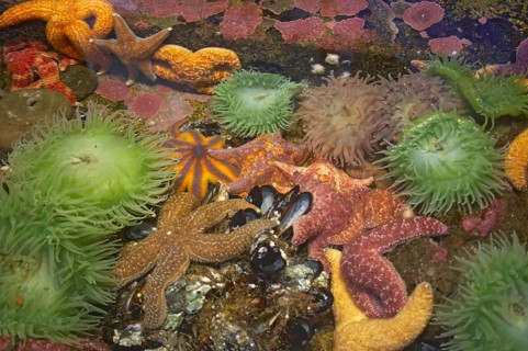 Ochre Seastar