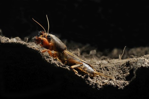 European Mole Cricket